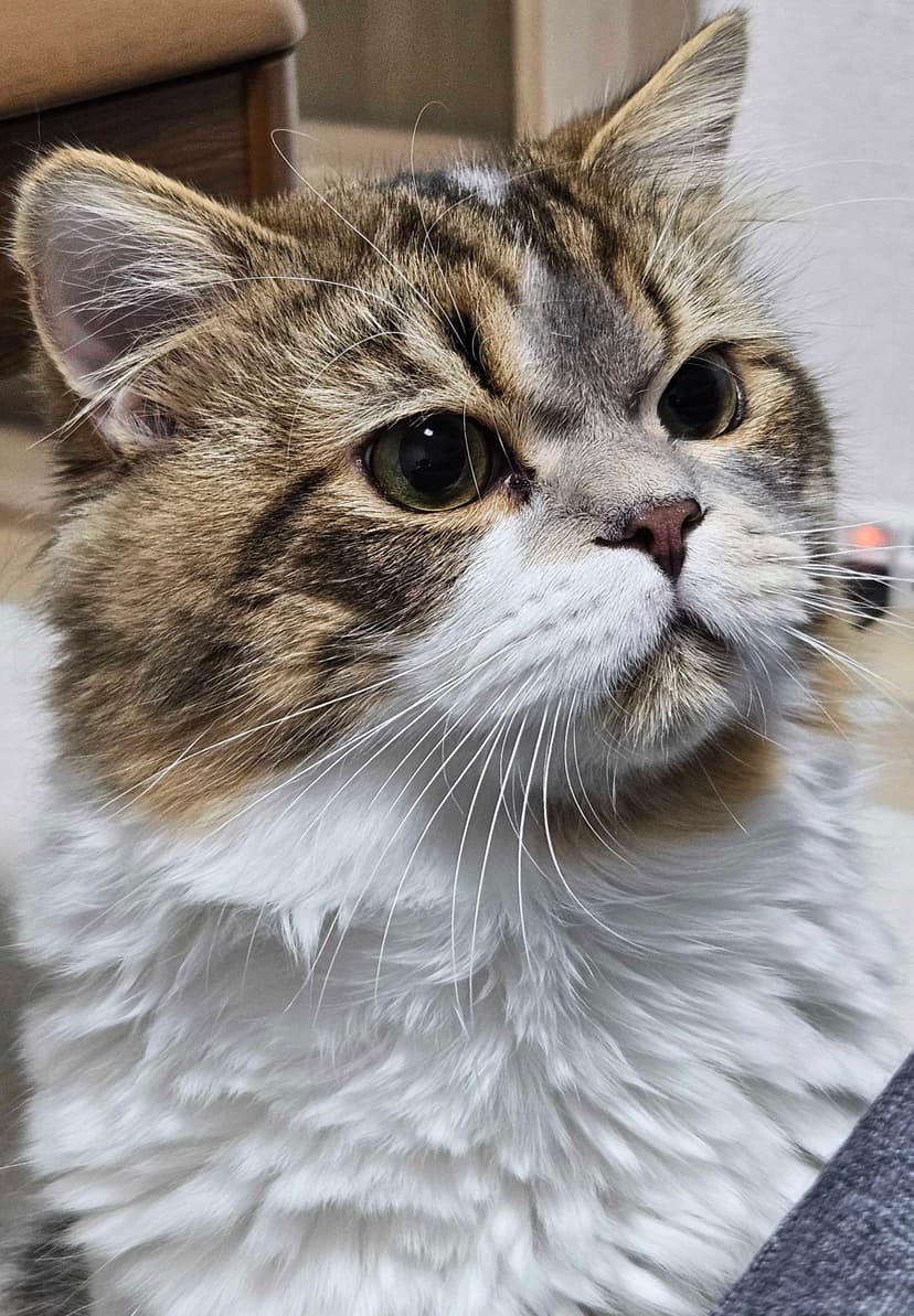 LGTM Cat Gallery